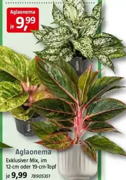 Bauhaus Aglaonema Angebot