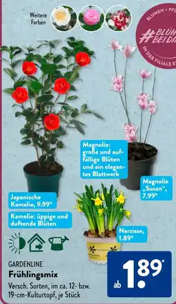 Aldi Süd GARDENLINE Frühlingsmix Angebot