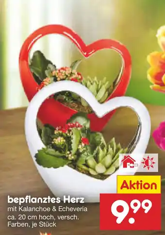 Netto Marken-Discount bepflanztes Herz Angebot