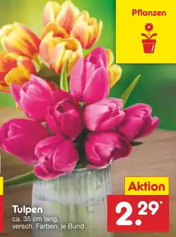 Netto Marken-Discount Tulpen Angebot