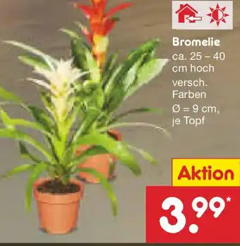 Netto Marken-Discount Bromelie Angebot