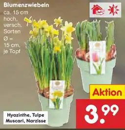 Netto Marken-Discount Blumenzwiebeln Angebot