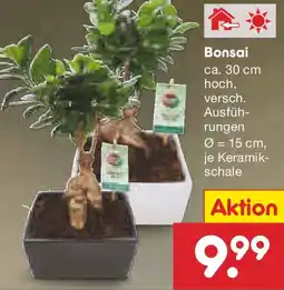 Netto Marken-Discount Bonsai Angebot