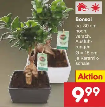 Netto Marken-Discount Bonsai Angebot