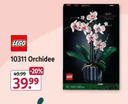 Rossmann 10311 Orchidee Angebot