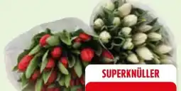 Edeka Tulpenstrauß XL Angebot