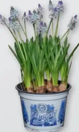 tegut Traubenhyazinthen Muscari Angebot