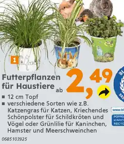 Globus Baumarkt Futterpflanzen für Haustiere Angebot