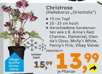 Globus Baumarkt Christrose (Helleborus „Orientalis") Angebot