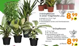 Globus Baumarkt Grünpflanzen Angebot