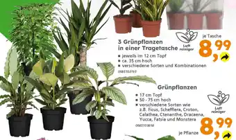 Globus Baumarkt Grünpflanzen Angebot