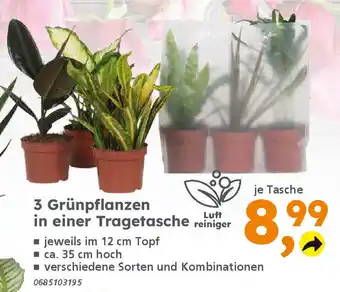 Globus Baumarkt 3 Grünpflanzen in einer Tragetasche reiniger Angebot