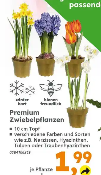 Globus Baumarkt Premium Zwiebelpflanzen Angebot