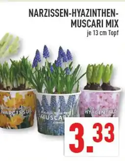 Marktkauf Narzissen-hyazinthen-muscari mix Angebot