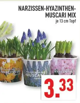 Marktkauf Narzissen-hyazinthen-muscari mix Angebot