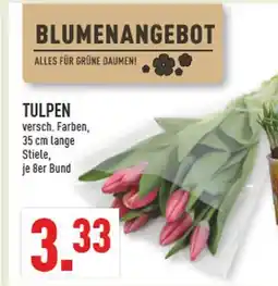 Marktkauf Tulpen Angebot