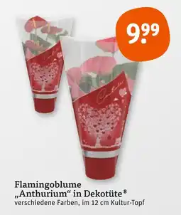 tegut Flamingoblume anthurium in dekotüte Angebot