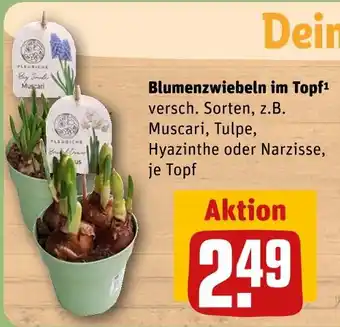 REWE Fleurette hyazinthe oder narzisse Angebot