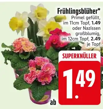 Edeka Primel gefüllt oder narzissen großblumig Angebot