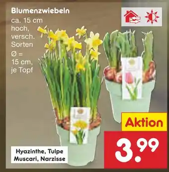 Netto Marken-Discount Hyazinthe oder tulpe oder muscari oder narzisse Angebot