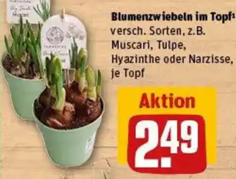 REWE Blumenzwiebeln im Topf Angebot