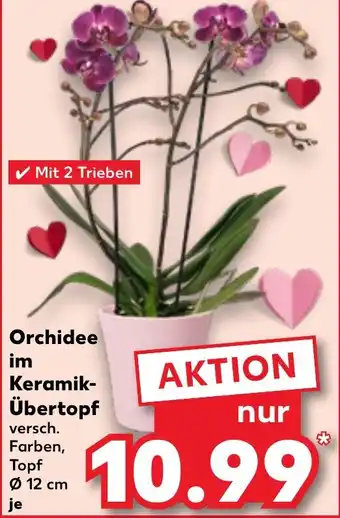 Kaufland Orchidee im Keramik- Übertopf Angebot