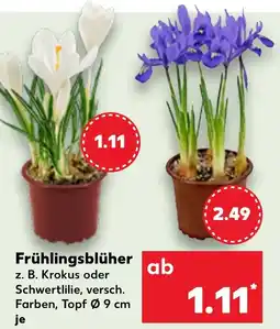 Kaufland Frühlingsblüher Angebot