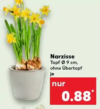 Kaufland Narzisse Angebot