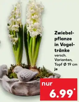 Kaufland Zwiebel- pflanze in Vogel- tränke Angebot