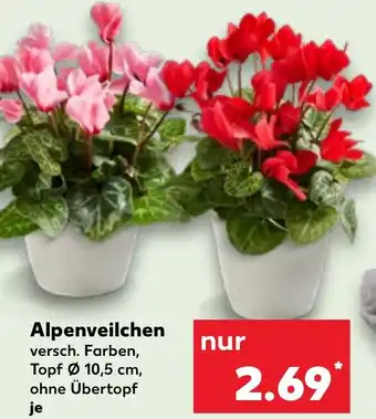 Kaufland Alpenveilchen Angebot