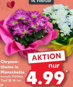 Kaufland Chrysan- theme in Manschette Angebot