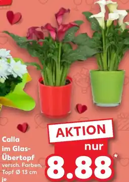 Kaufland Calla im Glas- Übertopf Angebot