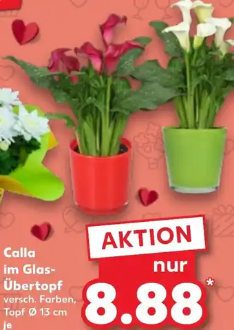 Kaufland Calla im Glas- Übertopf Angebot