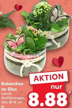 Kaufland Kalanchoe im Glas Angebot