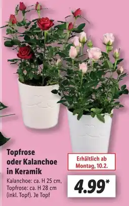 Lidl Topfrose oder Kalanchoe in Keramik Angebot