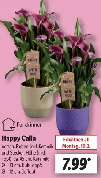 Lidl Happy Calla Angebot