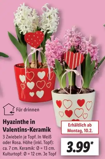 Lidl Hyazinthe in Valentins-Keramik Angebot