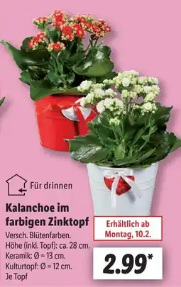 Lidl Kalanchoe im farbigen Zinktopf Angebot