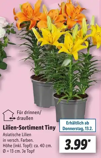 Lidl Lilien-Sortiment Tiny Angebot