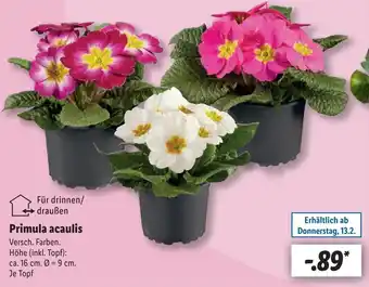 Lidl Primula acaulis Angebot