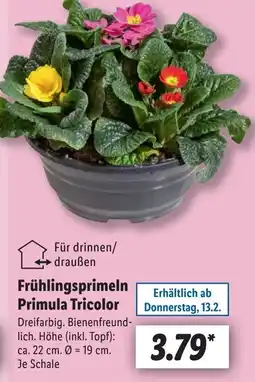 Lidl Frühlingsprimeln Primula Tricolor Angebot