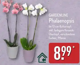 Aldi Nord GARDENLINE Phalaenopsis Angebot