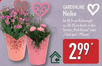 Aldi Nord GARDENLINE Nelke Angebot