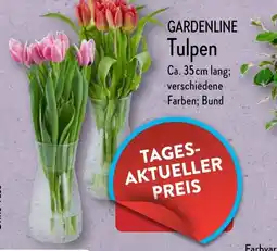 Aldi Nord GARDENLINE Tulpen Angebot