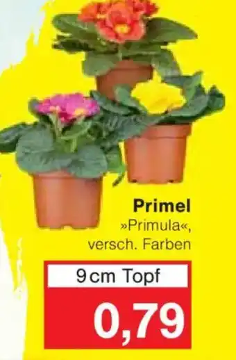 Jawoll Primel Angebot