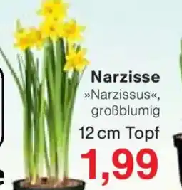 Jawoll Narzisse Angebot