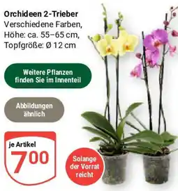 Globus Orchideen 2-Trieber Angebot