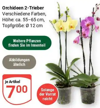 Globus Orchideen 2-Trieber Angebot