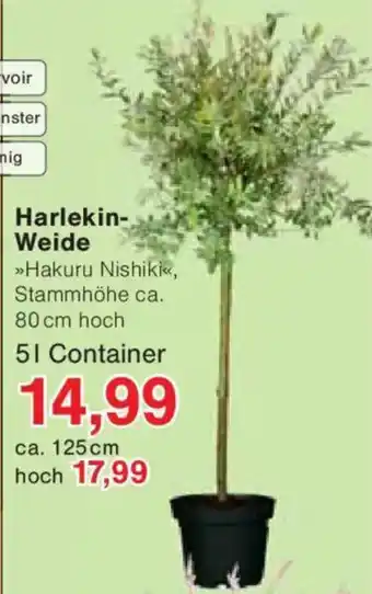 Jawoll Harlekin- Weide Angebot