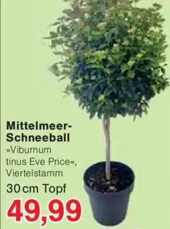 Jawoll Mittelmeer- Schneeball Angebot